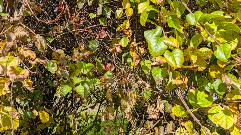 Featured observation photo