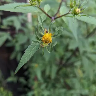 Observation photo