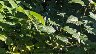 Observation photo