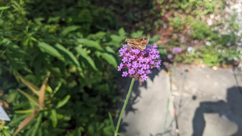 Featured observation photo
