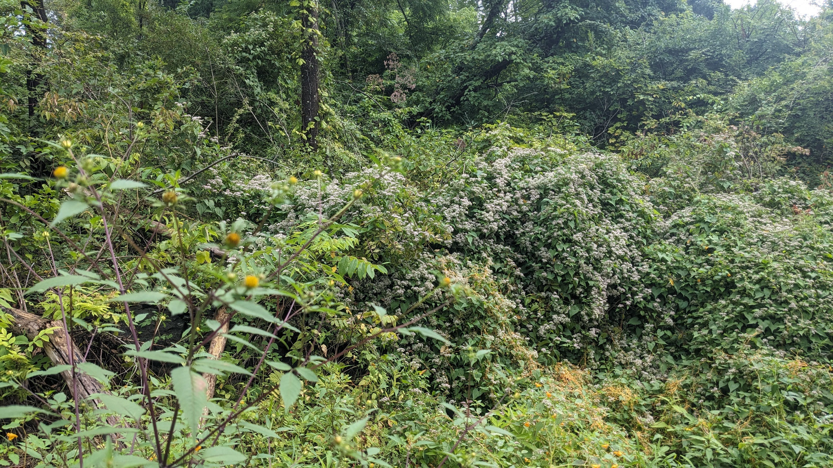 Bedford Golf and Tennis Club - SW Edge of property